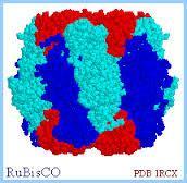 Main protein Rubisco Rubisco has good properties for food: