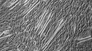 In vitro mrbling study Stellite cell Prolifertion (MUFA,PUFA) Long chin ftty cid