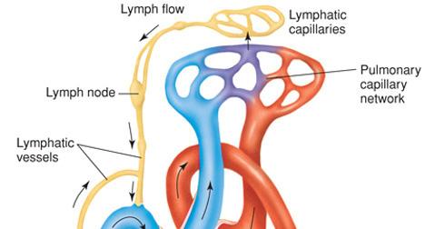 Lymphatic System Lymphatic capillaries are closed-end