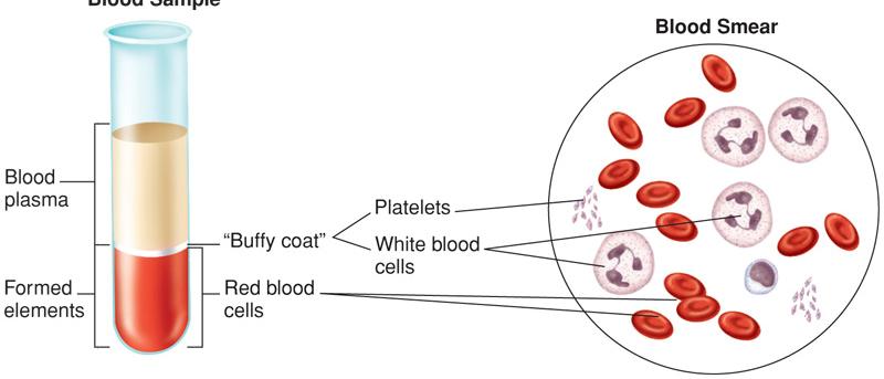 Composition of Blood Consists of formed elements (cells) suspended and carried in plasma (fluid part) When centrifuged, blood separates into heavier formed elements on bottom and plasma on top