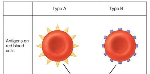 Transfusion Reactions People with Type A blood make antibodies to Type B RBCs, but not to Type A Type B blood has antibodies to Type A RBCs but not to Type B Type AB blood