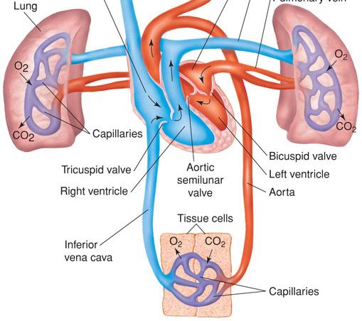 ventricles pump blood to arteries 2 sides of heart are 2