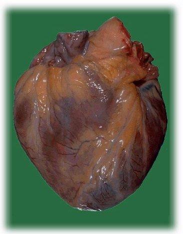 The Heart Organ which is made out of muscle tissue known as cardiac muscle. Pumps blood around the body (function).