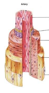 Arteries are composed of 3 coats or TUNICS TUNICA Lines the interior of the vessel Composed of (like skin), tissue and