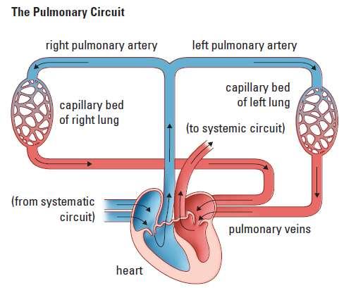 The Mammalian Heart The heart consists of separated by the.