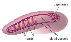 with. Cells of the need a circulatory system.