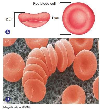 Red blood cells appear This shape provides a for gas exchange RBC live