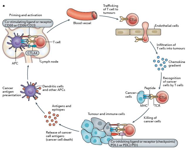 The Cancer Immunity Cycle Major