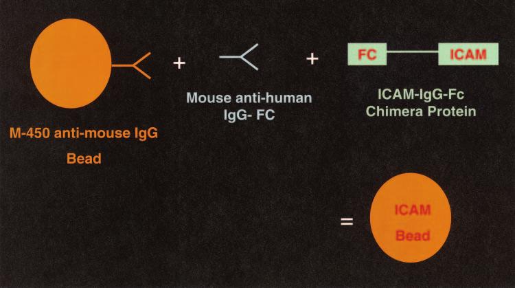 406 CRUCIAN ET AL. CLIN. VACCINE IMMUNOL. FIG. 3. Method of preparation of the ICAM-bead complexes. M-450 anti-mouse IgG beads (Dynal) were coated with mouse anti-human IgG Fc.