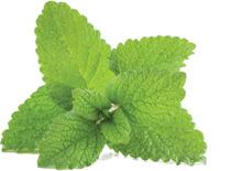 Peppermint Leaf Extracted from plants harvested in their natural habitat Stringent 3rd party testing Verified pure, and filler free HOW TO USE AROMATIC unlock AMYGDALA Smell is the fastest way to