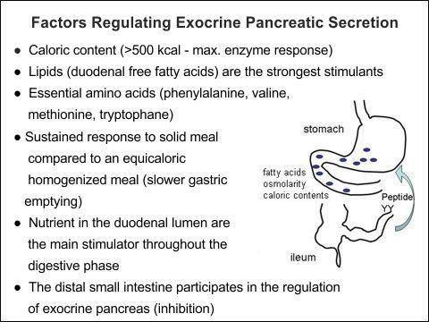 The vagus nerve and the hormones secretin and cholecystokinin (CCK) are responsible for stimulation of the exocrine pancreas.
