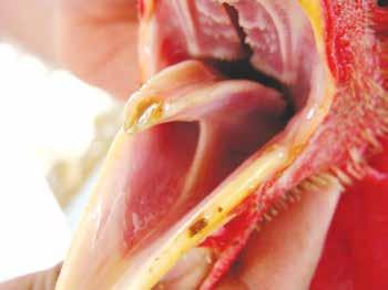 palate, tongue, floor of the mouth, salivary ducts openings, and the interior margins of the beak.