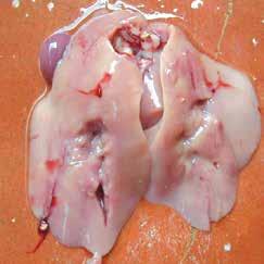 Pale gall bladder content Generally, aflatoxicosis can cause this type of lesion as a consequence of the damage