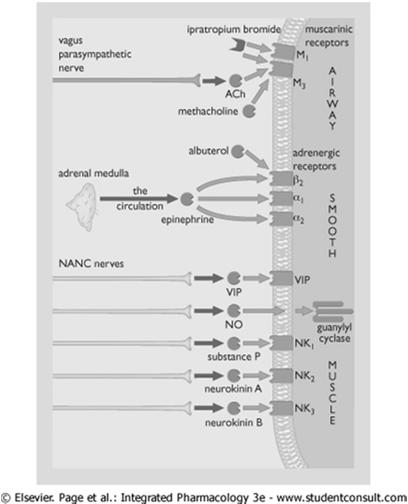 Excitatory Nonadrenergic Noncholinergic enanc neurotransmitters = sensory neuropeptides substance P, neurokinin A, calcitonin gene-related peptide (CGRP) Stimulation of enanc nerves airway tone,