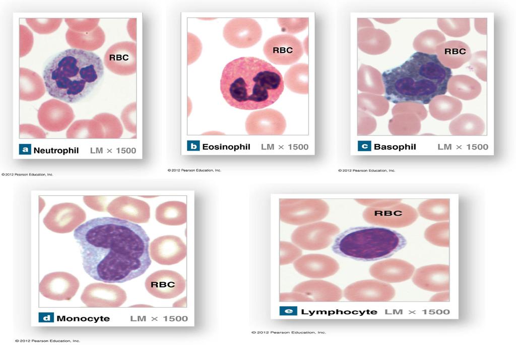 Types of Leukocytes a-d: Non