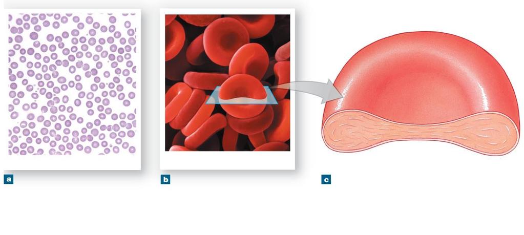 Figure 11-2 The Anatomy of Red Blood Cells. 0.45 1.16 µm 2.31 2.