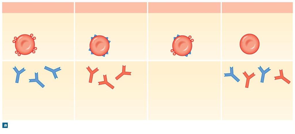 Figure 11-7a Blood Types and Cross-Reactions. Type A Type B Type AB Type O Type A blood has RBCs with surface antigen A only. Surface antigen A Type B blood has RBCs with surface antigen B only.
