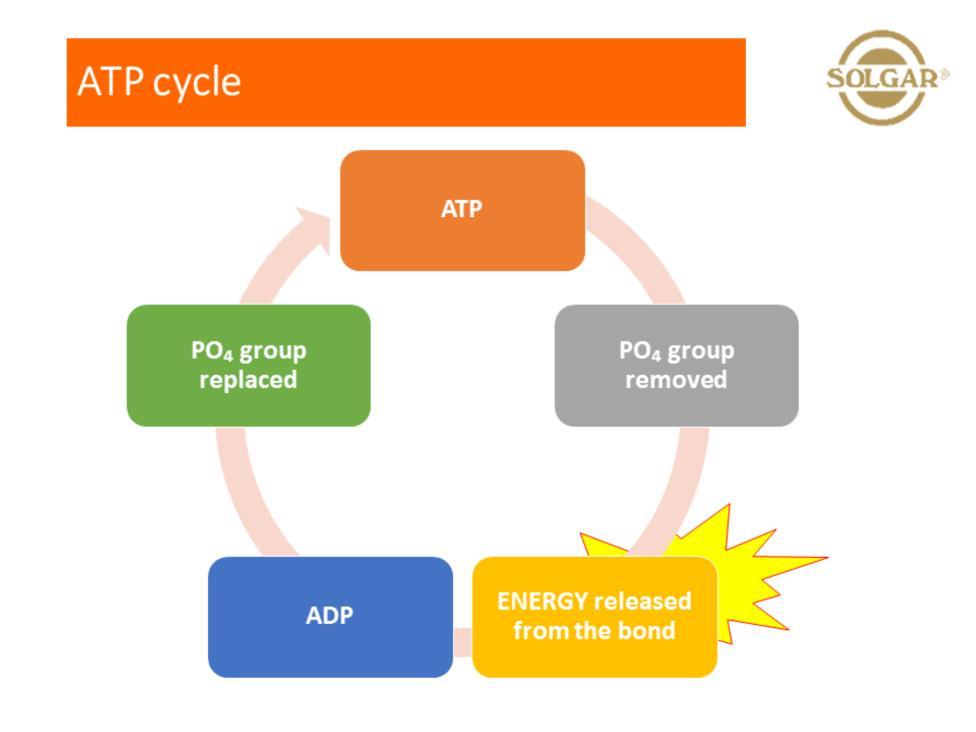 The process forms a cycle which is limited so new ATP