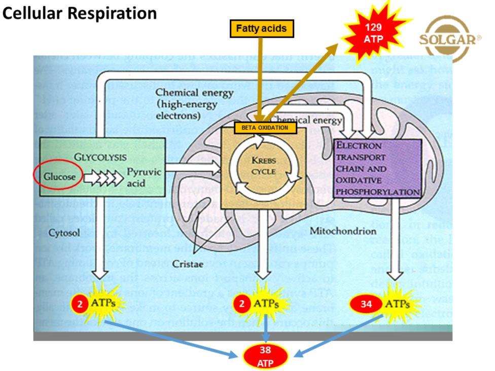 There are four main pathways for energy production in the mitochondria, Glycolysis, Krebs cycle, Electron Transport Chain Beta oxidation.