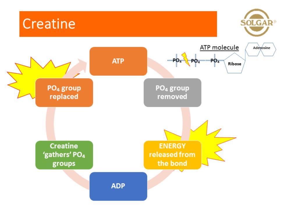 Remember the diagram showing 3 x phosphate groups on ATP molecule Energy was released when the 3 rd Phosphate group was removed and we saw the ADP being cycled back to ATP.