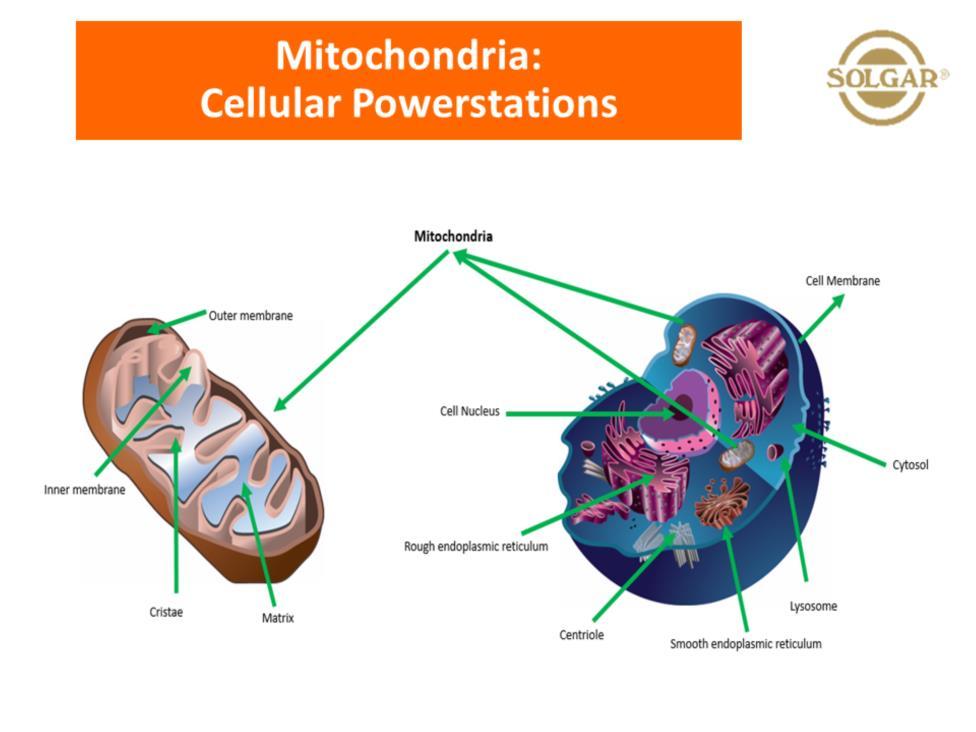 How do the cells produce the energy? Mitochondria are the power stations in our cells where the energy is produced.