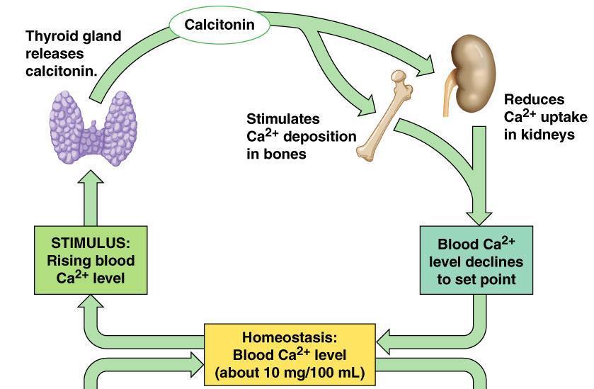 Was homeostasis restored? h. 2. The diagram below represents the feedback loop involved in controlling blood calcium levels in the human body.