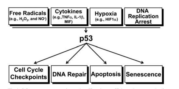 Checkpoint for DNA damage Role of p53 2