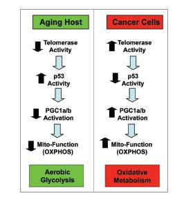 AGING CONNECTS TELOMERASE