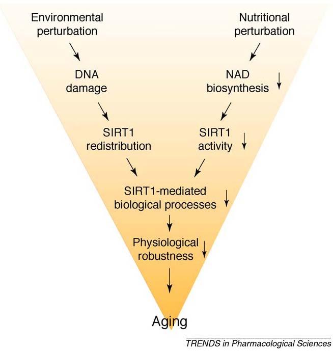 The role of SIRT1 in the induction of age-associated physiological changes