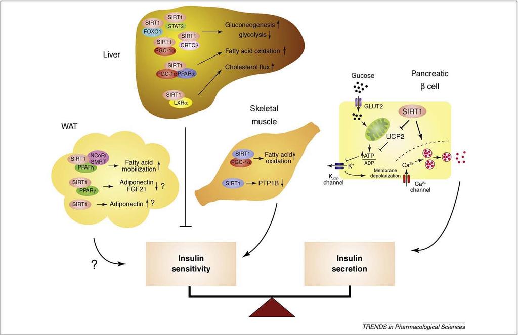 Tissue-specific metabolic functions of SIRT1 in the