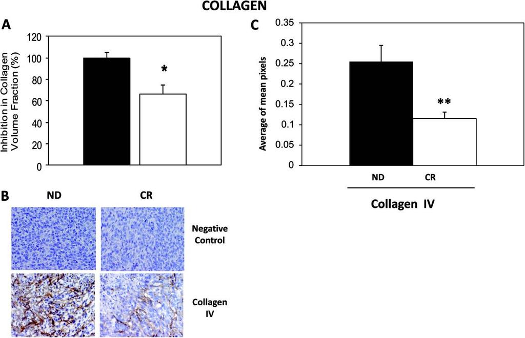 CR mice possess reduced intratumor collagen IV expression. De Lorenzo M S et al.