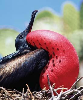 FIGURE 11.9 Male frigate birds inflate an air sac in their chest to attract females. This trait has evolved through sexual selection. VOCABULARY Intra is Latin for within.