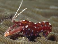 Although snapping shrimp in the Atlantic and Pacific oceans look similar, they are distinct species that have evolved through geographic isolation.
