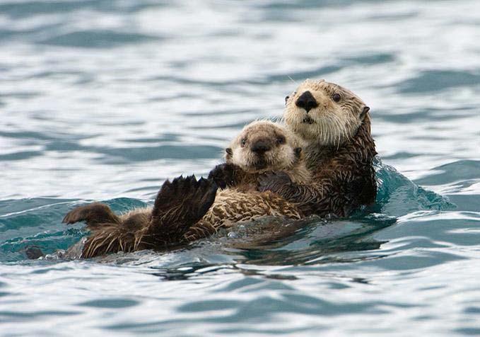 Order Carnivora Sea Otters Do not have blubber but obtain warmth through
