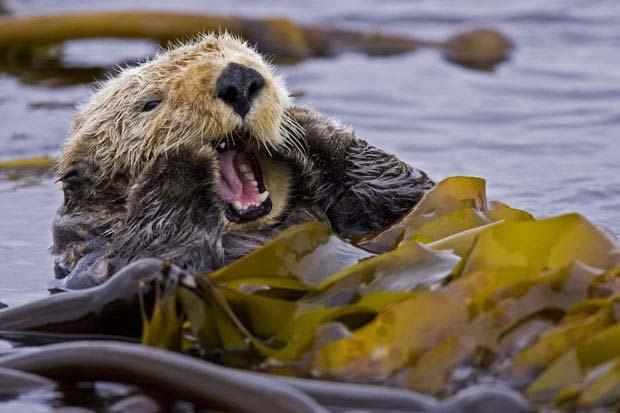 Photo of Sea Otter in