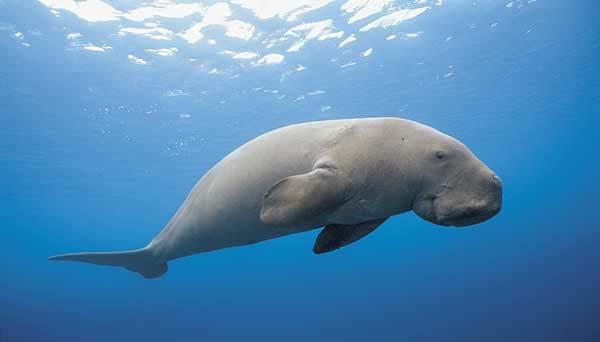 Order Sirenia Includes manatees and dugongs