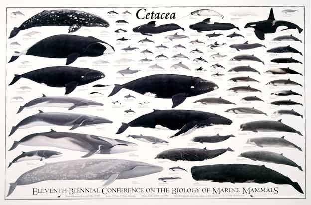Order Cetacea This order includes whales, dolphins and porpoises. Fore limbs are modified into flippers.