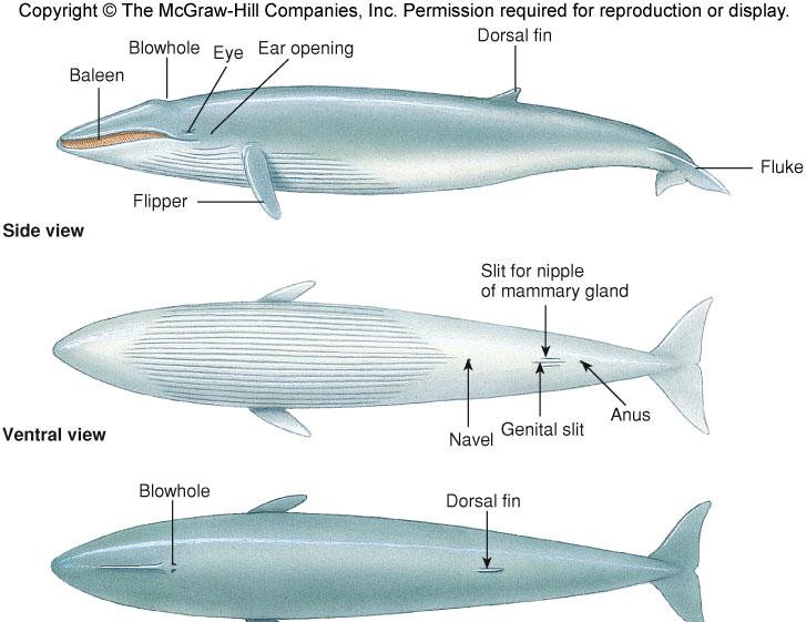 Baleen whales have rows of flexible, fibrous plates known as