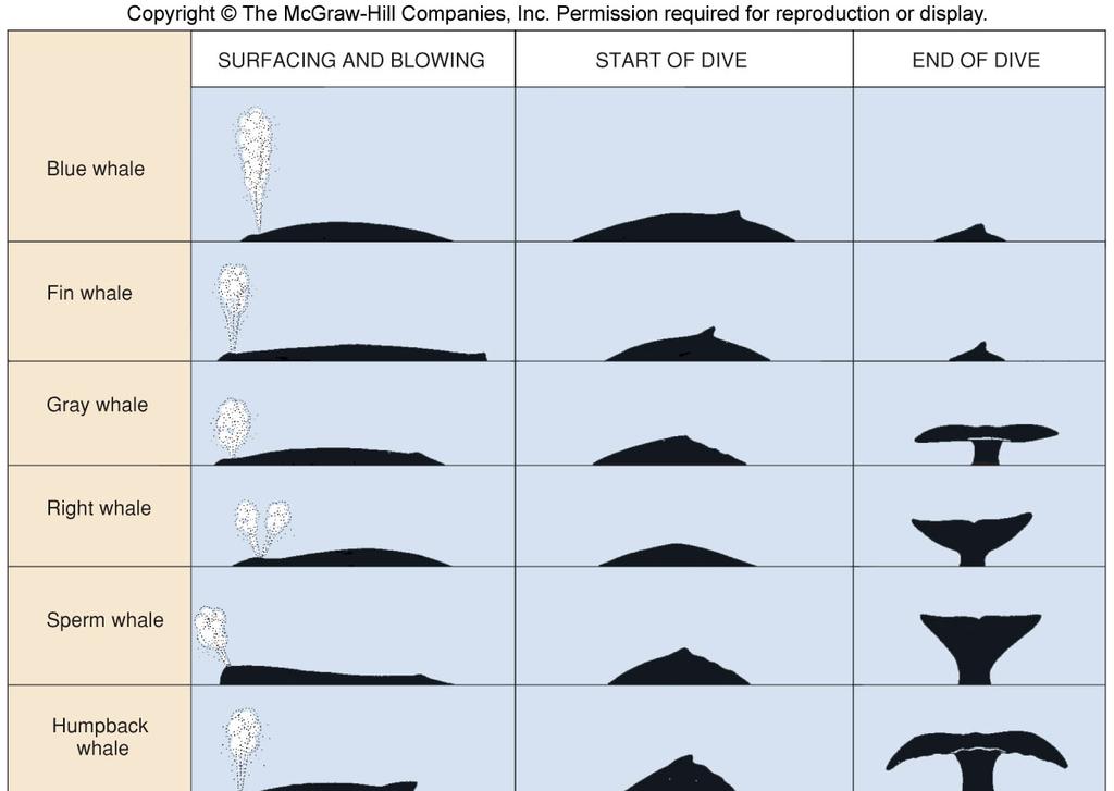 Whales may be identified from their fluke shape, blow