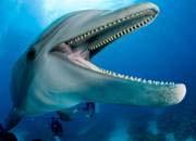 Order Cetacea Toothed whales are named for their simple, peg-like teeth Teeth vary