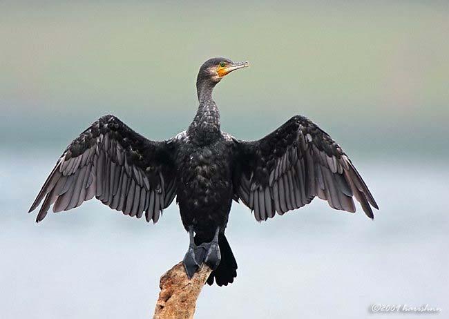 preen to help spread oils Exception Double-crested Cormorant have