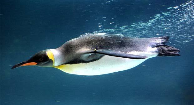 Seabirds Penguins are flightless with the