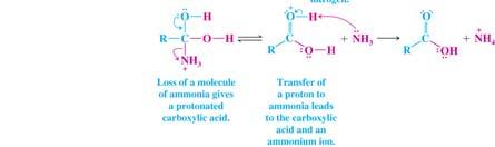 hydrolysis of an ester Acid hydrolysis of an Amide Acid hydrolysis