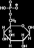 Carbon based anhydride Coenzyme A B.