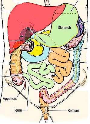 Organs in the infracolic compartment The colon has four parts: ascending, transverse,