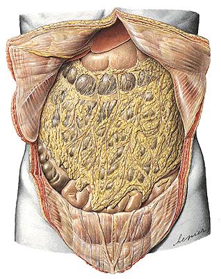 Peritoneal formations The greater omentum is a prominent, four-layered