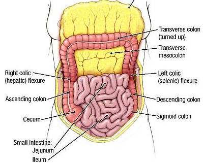 Peritoneal formations The transverse mesocolon attaches the transverse colon to the posterior
