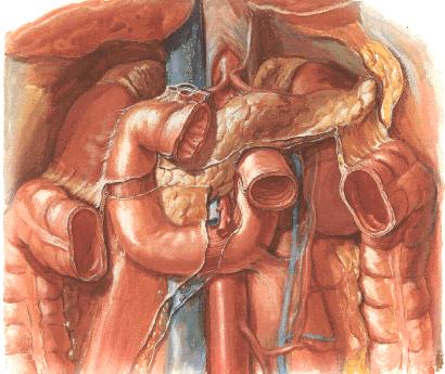 Peritoneal formations The transverse mesocolon divides peritoneal cavity into: supracolic compartment infracolic compartment The root