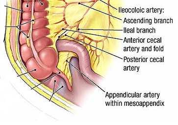 Peritoneal formations The appendix has a short triangular mesentery,