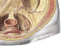 Peritoneal formations The sigmoid colon usually has a long mesentery -